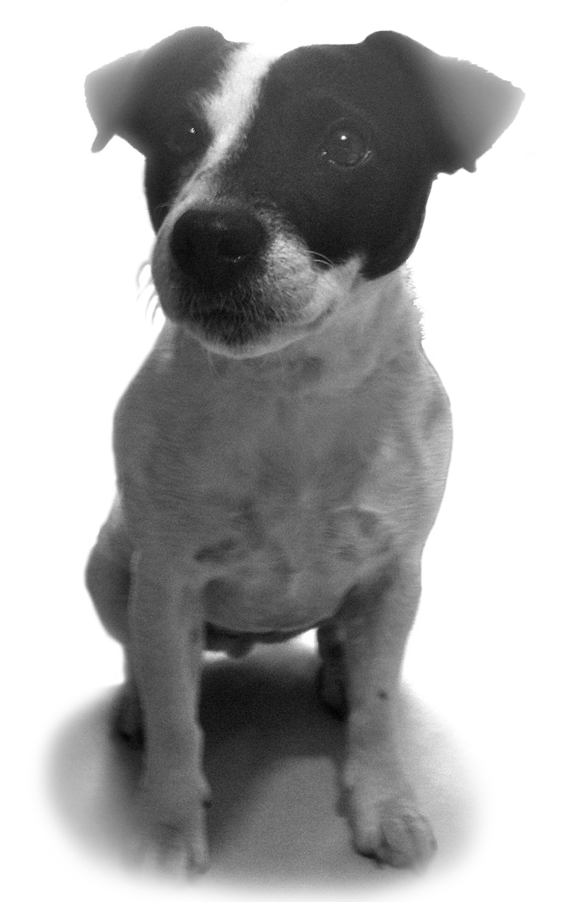 Darcy